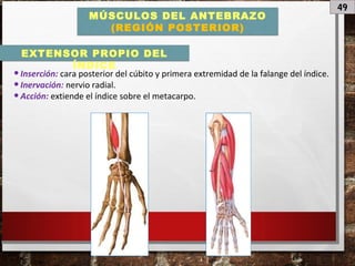 49
MÚSCULOS DEL ANTEBRAZO
(REGIÓN POSTERIOR)
•Inserción: cara posterior del cúbito y primera extremidad de la falange del índice.
•Inervación: nervio radial.
•Acción: extiende el índice sobre el metacarpo.
EXTENSOR PROPIO DEL
ÍNDICE
 