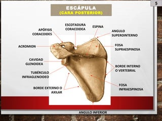5
ESCÁPULA
(CARA POSTERIOR)
BORDE INTERNO
O VERTEBRAL
BORDE EXTERNO O
AXILAR
FOSA
SUPRAESPINOSA
FOSA
INFRAESPINOSA
ESPINA
ACROMION
APÓFISIS
CORACOIDES
CAVIDAD
GLENOIDEA
TUBÉRCULO
INFRAGLENOIDEO
ESCOTADURA
CORACOIDEA
ANGULO INFERIOR
ANGULO
SUPEROINTERNO
 