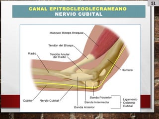 51
CANAL EPITROCLEOOLECRANEANO
NERVIO CUBITAL
 