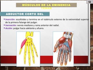 52
MÚSCULOS DE LA EMINENCIA
TENAR
ABDUCTOR CORTO DEL
PULGAR
•Inserción: escafoides y termina en el tubérculo externo de la extremidad superior
de la primera falange del pulgar.
•Inervación: nervio mediano y rama anterior del radial.
•Acción: pulgar hacia adelante y afuera.
 