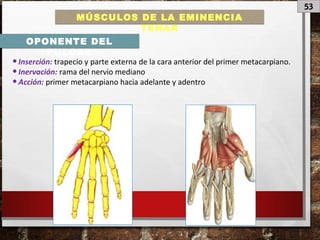 53
MÚSCULOS DE LA EMINENCIA
TENAR
OPONENTE DEL
PULGAR
•Inserción: trapecio y parte externa de la cara anterior del primer metacarpiano.
•Inervación: rama del nervio mediano
•Acción: primer metacarpiano hacia adelante y adentro
 