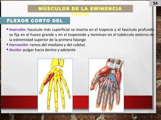 54
MÚSCULOS DE LA EMINENCIA
TENAR
FLEXOR CORTO DEL
DEDO
•Inserción: fascículo más superficial se inserta en el trapecio y el fascículo profundo
se fija en el hueso grande y en el trapezoide y terminan en el tubérculo externo de
la extremidad superior de la primera falange
•Inervación: ramos del mediano y del cubital.
•Acción: pulgar hacia dentro y adelante
 