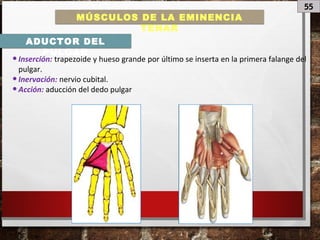 55
MÚSCULOS DE LA EMINENCIA
TENAR
ADUCTOR DEL
PULGAR
•Inserción: trapezoide y hueso grande por último se inserta en la primera falange del
pulgar.
•Inervación: nervio cubital.
•Acción: aducción del dedo pulgar
 