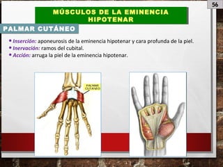 56
MÚSCULOS DE LA EMINENCIA
HIPOTENAR
MÚSCULOS DE LA EMINENCIA
HIPOTENAR
PALMAR CUTÁNEO
•Inserción: aponeurosis de la eminencia hipotenar y cara profunda de la piel.
•Inervación: ramos del cubital.
•Acción: arruga la piel de la eminencia hipotenar.
 