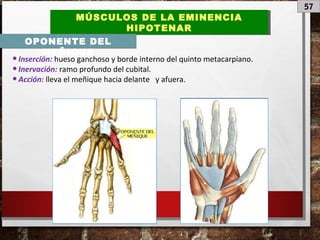 57
MÚSCULOS DE LA EMINENCIA
HIPOTENAR
MÚSCULOS DE LA EMINENCIA
HIPOTENAR
OPONENTE DEL
MEÑIQUE
•Inserción: hueso ganchoso y borde interno del quinto metacarpiano.
•Inervación: ramo profundo del cubital.
•Acción: lleva el meñique hacia delante y afuera.
 