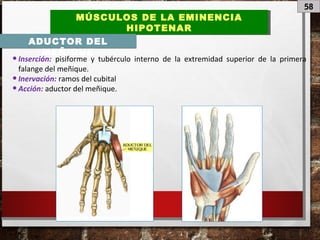 58
MÚSCULOS DE LA EMINENCIA
HIPOTENAR
MÚSCULOS DE LA EMINENCIA
HIPOTENAR
ADUCTOR DEL
MEÑIQUE
•Inserción: pisiforme y tubérculo interno de la extremidad superior de la primera
falange del meñique.
•Inervación: ramos del cubital
•Acción: aductor del meñique.
 