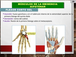 59
MÚSCULOS DE LA EMINENCIA
HIPOTENAR
MÚSCULOS DE LA EMINENCIA
HIPOTENAR
FLEXOR CORTO DEL
MEÑIQUE
•Inserción: hueso ganchoso y en el tubérculo interno de la extremidad superior de la
primera falange del quinto dedo
•Inervación: ramos del cubital.
•Acción: flexión de la primera falange sobre el metacarpiano.
 