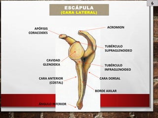 6
ESCÁPULA
(CARA LATERAL)
ACROMION
TUBÉRCULO
INFRAGLENOIDEO
TUBÉRCULO
SUPRAGLENOIDEO
CARA DORSAL
BORDE AXILAR
CAVIDAD
GLENOIDEA
CARA ANTERIOR
(COSTAL)
ÁNGULO INFERIOR
APÓFISIS
CORACOIDES
 