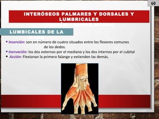 60
INTERÓSEOS PALMARES Y DORSALES Y
LUMBRICALES
(REGIÓN PALMAR MEDIA)
LUMBICALES DE LA
MANO
•Inserción: son en número de cuatro situados entre los flexores comunes
de los dedos.
•Inervación: los dos externos por el mediano y los dos internos por el cubital
• Acción: Flexionan la primera falange y extienden las demás.
 