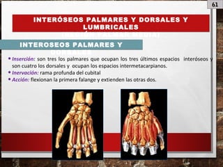61
INTERÓSEOS PALMARES Y DORSALES Y
LUMBRICALES
(REGIÓN PALMAR MEDIA)
INTEROSEOS PALMARES Y
DORSALES
•Inserción: son tres los palmares que ocupan los tres últimos espacios interóseos y
son cuatro los dorsales y ocupan los espacios intermetacarpianos.
•Inervación: rama profunda del cubital
•Acción: flexionan la primera falange y extienden las otras dos.
 
