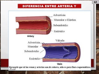 63
DIFERENCIA ENTRE ARTERIA Y
VENA
 