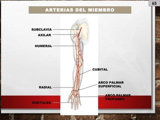 65
ARTERIAS DEL MIEMBRO
SUPERIOR
SUBCLAVIA
AXILAR
HUMERAL
CUBITAL
RADIAL
ARCO PALMAR
SUPERFICIAL
ARCO PALMAR
PROFUNDO
DIGITALES
 
