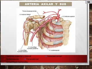 66
ARTERIA AXILAR Y SUS
RAMAS
 Torácica superior y lateral  Toracoacromial
 Subescapular  Toracodorsal
 Circunflejas humerales
 