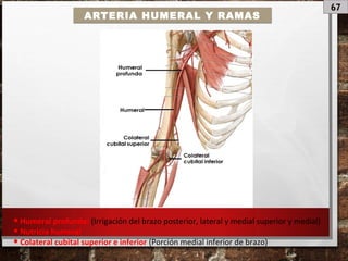 67
ARTERIA HUMERAL Y RAMAS
•Humeral profunda: (Irrigación del brazo posterior, lateral y medial superior y medial)
•Nutricia humeral
•Colateral cubital superior e inferior (Porción medial inferior de brazo)
 