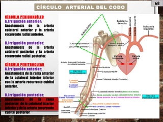 68
CÍRCULO ARTERIAL DEL CODO
CÍRCULO PERICONDÍLEO
A.Irrigación anterior:
Anastomosis de la arteria
colateral anterior y la arteria
recurrente radial anterior.
B.Irrigación posterior:
Anastomosis de la arteria
colateral posterior y la arteria
recurrente radial posterior.
CÍRCULO PERITROCLEAR
A.Irrigación anterior:
Anastomosis de la rama anterior
de la colateral interior inferior
con la arteria recurrente cubital
anterior.
B.Irrigación posterior:
Anastomosis de la rama
posterior de la colateral interior
inferior y de la arteria recurrente
cubital posterior
 