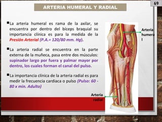 69
ARTERIA HUMERAL Y RADIAL
Arteria
humera
l
Arteria
radial
La arteria humeral es rama de la axilar, se
encuentra por dentro del bíceps braquial su
importancia clínica es para la medida de la
Presión Arterial (P.A.= 120/80 mm. Hg).
La arteria radial se encuentra en la parte
externa de la muñeca, pasa entre dos músculos:
supinador largo por fuera y palmar mayor por
dentro, los cuales forman el canal del pulso.
La importancia clínica de la arteria radial es para
medir la frecuencia cardiaca o pulso (Pulso: 60 -
80 x min. Adulto)
 
