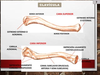 7
CLAVÍCULA
CARA SUPERIOR
CARA INFERIOR
EXTREMO EXTERNO O
ACROMIAL
EXTREMO INTERNO
O ESTERNAL
CANAL SUBCLAVIO (MUSCULO,
ARTERIA Y VENA SUBCLAVIA)
BORDE POSTERIOR
BORDE ANTERIOR
CARILLA
ESTERNAL
CARILLA
ACROMIAL
IMPRESIÓN LIGAMENTO
COSTOCLAVICULAR
IMPRESIÓN LIGAMENTO
CONOIDE Y TRAPEZOIDE
 