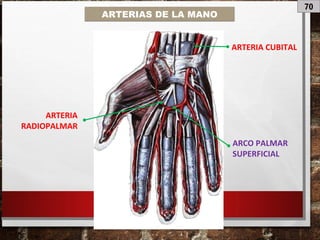 70
ARTERIAS DE LA MANO
ARTERIA
RADIOPALMAR
ARTERIA CUBITAL
ARCO PALMAR
SUPERFICIAL
 