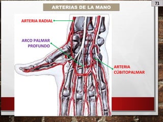 71
ARTERIAS DE LA MANO
ARCO PALMAR
PROFUNDO
ARTERIA RADIAL
ARTERIA
CÚBITOPALMAR
 