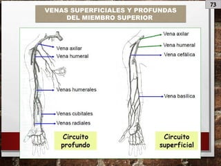 73
VENAS SUPERFICIALES Y PROFUNDAS
DEL MIEMBRO SUPERIOR
 