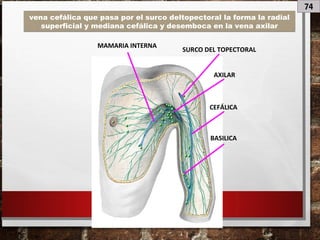 74
vena cefálica que pasa por el surco deltopectoral la forma la radial
superficial y mediana cefálica y desemboca en la vena axilar
CEFÁLICA
BASILICA
AXILAR
MAMARIA INTERNA
SURCO DEL TOPECTORAL
 