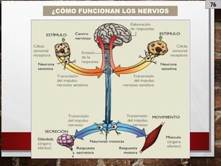 76
¿CÓMO FUNCIONAN LOS NERVIOS
 