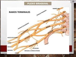 77
PLEXO BRAQUIAL
 