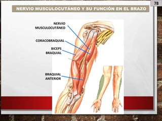 78
NERVIO MUSCULOCUTÁNEO Y SU FUNCIÓN EN EL BRAZO
NERVIO
MUSCULOCUTÁNEO
CORACOBRAQUIAL
BICEPS
BRAQUIAL
BRAQUIAL
ANTERIOR
 
