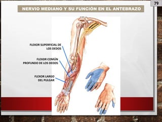 79
NERVIO MEDIANO Y SU FUNCIÓN EN EL ANTEBRAZO
FLEXOR SUPERFICIAL DE
LOS DEDOS
FLEXOR COMÚN
PROFUNDO DE LOS DEDOS
FLEXOR LARGO
DEL PULGAR
 