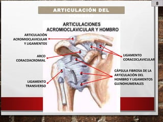 8
ARTICULACIÓN DEL
HOMBRO
ARTICULACIÓN
ACROMIOCLAVICULAR
Y LIGAMENTOS
LIGAMENTO
CORACOCLAVICULAR
ARCO
CORACOACROMIAL
CÁPSULA FIBROSA DE LA
ARTICULACIÓN DEL
HOMBRO Y LIGAMENTOS
GLENOHUMERALES
LIGAMENTO
TRANSVERSO
 