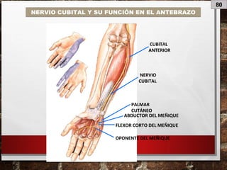 80
NERVIO CUBITAL Y SU FUNCIÓN EN EL ANTEBRAZO
NERVIO
CUBITAL
PALMAR
CUTÁNEO
OPONENTE DEL MEÑIQUE
FLEXOR CORTO DEL MEÑIQUE
ABDUCTOR DEL MEÑIQUE
CUBITAL
ANTERIOR
 