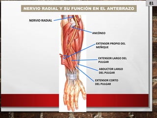 81
NERVIO RADIAL Y SU FUNCIÓN EN EL ANTEBRAZO
NERVIO RADIAL
EXTENSOR LARGO DEL
PULGAR
EXTENSOR CORTO
DEL PULGAR
EXTENSOR PROPIO DEL
MEÑIQUE
ABDUCTOR LARGO
DEL PULGAR
ANCÓNEO
 