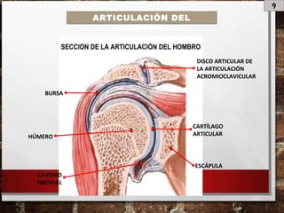 9
ARTICULACIÓN DEL
HOMBRO
DISCO ARTICULAR DE
LA ARTICULACIÓN
ACROMIOCLAVICULAR
BURSA
CARTÍLAGO
ARTICULAR
CAVIDAD
SINOVIAL
ESCÁPULA
HÚMERO
 
