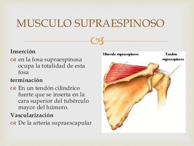 Músculos del miembro superior y mango rotador