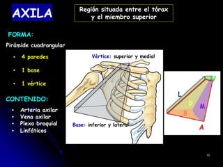 AXILA
FORMA:
Pirámide cuadrangular
▪ 4 paredes
▪ 1 base
▪ 1 vértice
CONTENIDO:
▪ Arteria axilar
▪ Vena axilar
▪ Plexo braquial
▪ Linfáticos
10
Vértice: superior y medial
Base: inferior y lateral
Región situada entre el tórax
y el miembro superior
 