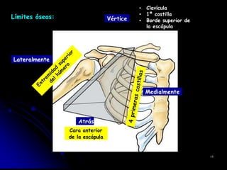Límites óseos: Vértice
▪ Clavícula
▪ 1ª costilla
▪ Borde superior de
la escápula
Lateralmente
Medialmente
Atrás
Cara anterior
de la escápula
11
 