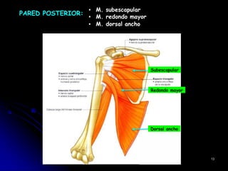▪ M. subescapular
▪ M. redondo mayor
▪ M. dorsal ancho
13
Subescapular
Redondo mayor
Dorsal ancho
PARED POSTERIOR:
 