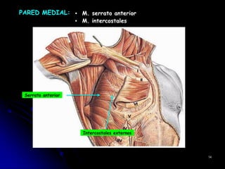 PARED MEDIAL: ▪ M. serrato anterior
▪ M. intercostales
Serrato anterior
Intercostales externos
14
 