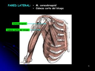 PARED LATERAL: ▪ M. coracobraquial
▪ Cabeza corta del bíceps
Coracobraquial
Cabeza corta del bíceps
15
 