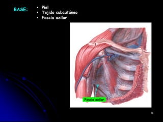 ▪ Piel
▪ Tejido subcutáneo
▪ Fascia axilar
18
BASE:
Fascia axilar
 