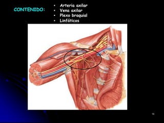 ▪ Arteria axilar
▪ Vena axilar
▪ Plexo braquial
▪ Linfáticos
19
CONTENIDO:
 