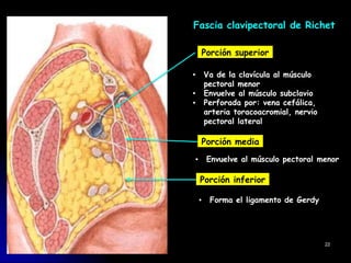 Fascia clavipectoral de Richet
Porción superior
Va de la clavícula al músculo
pectoral menor
Envuelve al músculo subclavio
Perforada por: vena cefálica,
arteria toracoacromial, nervio
pectoral lateral
Porción media
▪ Envuelve al músculo pectoral menor
Porción inferior
▪ Forma el ligamento de Gerdy
22
 