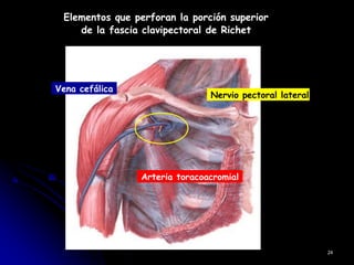 Elementos que perforan la porción superior
de la fascia clavipectoral de Richet
Vena cefálica
Nervio pectoral lateral
Arteria toracoacromial
24
 