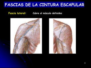FASCIAS DE LA CINTURA ESCAPULAR
Fascia lateral: Cubre al músculo deltoides
25
 
