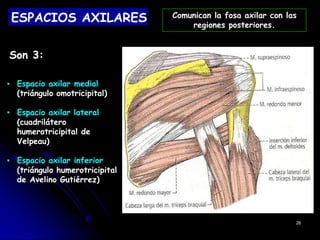 ESPACIOS AXILARES
Son 3:
▪ Espacio axilar medial
(triángulo omotricipital)
▪ Espacio axilar lateral
(cuadrilátero
humerotricipital de
Velpeau)
▪ Espacio axilar inferior
(triángulo humerotricipital
de Avelino Gutiérrez)
26
Comunican la fosa axilar con las
regiones posteriores.
 