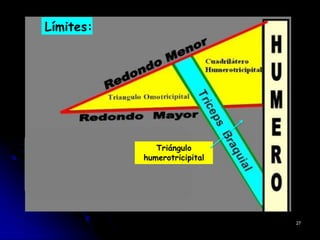 Límites:
Triángulo
humerotricipital
27
 