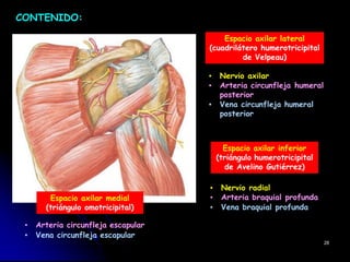 CONTENIDO:
▪ Nervio axilar
▪ Arteria circunfleja humeral
posterior
▪ Vena circunfleja humeral
posterior
▪ Arteria circunfleja escapular
▪ Vena circunfleja escapular
▪ Nervio radial
▪ Arteria braquial profunda
▪ Vena braquial profunda
28
Espacio axilar medial
(triángulo omotricipital)
Espacio axilar lateral
(cuadrilátero humerotricipital
de Velpeau)
Espacio axilar inferior
(triángulo humerotricipital
de Avelino Gutiérrez)
 