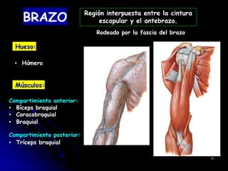 BRAZO
Hueso:
▪ Húmero
Músculos:
Compartimiento anterior:
▪ Bíceps braquial
▪ Coracobraquial
▪ Braquial
Compartimiento posterior:
▪ Tríceps braquial
Rodeado por la fascia del brazo
31
Región interpuesta entre la cintura
escapular y el antebrazo.
 