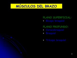 MÚSCULOS DEL BRAZO
PLANO SUPERFICIAL:
▪ Bíceps braquial
PLANO PROFUNDO:
▪ Coracobraquial
▪ Braquial
COMPART ▪ Tríceps braquial
32
 
