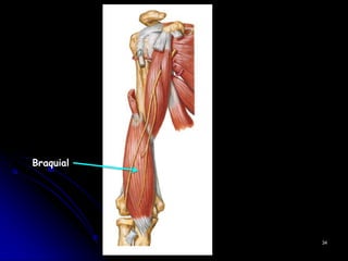 Braquial
34
 